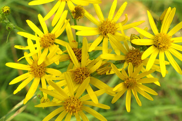 Close up of the head of a Common Ragwort plant (Jacobaea vulgaris)
