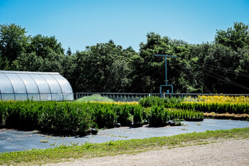 Tree nursery and decorative tree shop in summer. Gardening shop