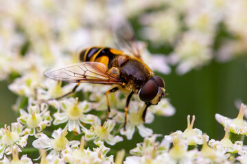 bee on a flower