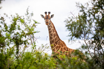 giraffe in the wild