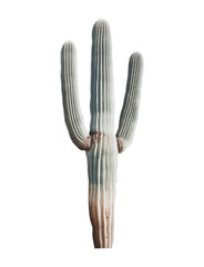 Halftone Colored Cactus. Contemporary collage cut out element in a retro surreal style. Vector illustration isolated on transparent background with dotted texture.