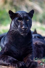 Selbstklebende Fototapeten Panther portrait of a black leopard  © Carola