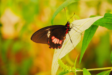 Pink Cattleheart butterfly (Parides eurimedes) on a leaf.