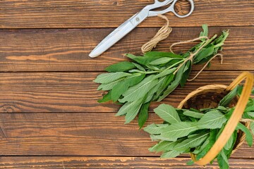 Bunched mint stems with leaves on a wooden background, prepared for drying. Preparation of medicinal herbs.