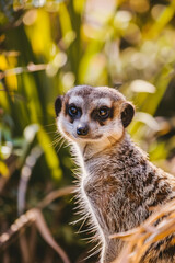 Fototapeta premium Meerkat in the garden looking alert and curious