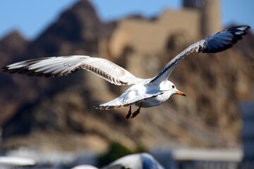 Gaviotas en la costa de Mutrah, Sultanato de Omán
