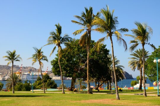 Jard&iacute;n con palmeras junto a la costa de Mutrah, Sultanato de Om&aacute;n