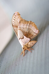 Large Brown Moth on a deck chair