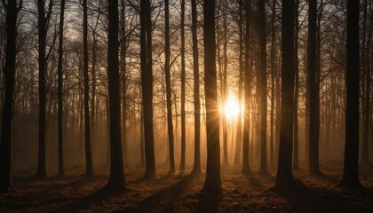 Fototapeta premium Golden hour silhouettes in the deciduous forest