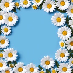 Chamomile flowers collection on blue. Set of colorful Chamomile or Daisy flowers background, top view. Floral pattern.,
