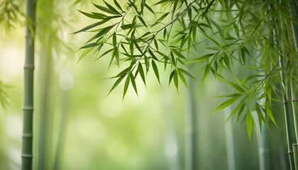 Fototapeta premium Bamboo leaves with blurred bokeh background