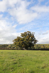 Oak tree in the meadow