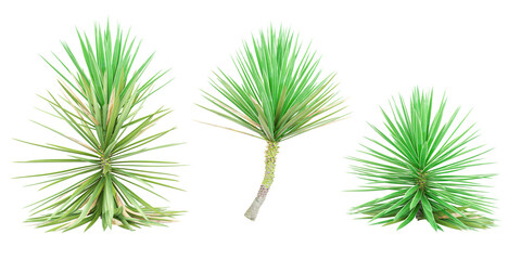 Aloe yucca trees on transparent background, for illustration, digital composition, and architecture visualization