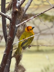 red headed woodpecker