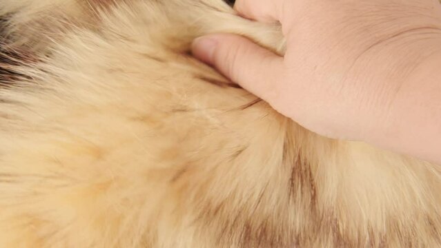 Female hands inspecting, touching natural fur, texture and quality, hands-on testing, tactile satisfaction, furrier industry, sewing fur Manufacturing