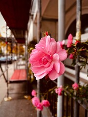 Blume und die Stadt