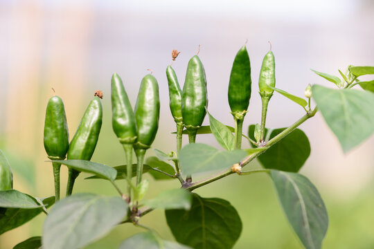 Planta de cayena con sus frutos creciendo, sobre fondo desenfocado. 