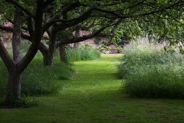 a mowed lawn with a big old avenue of apple trees shining on a sunny summer day