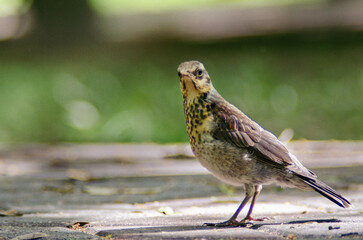 Close-up portrait of a bird, Fieldfare Thrush. Birds of the Fauna of Europe. Photography in the park in summer