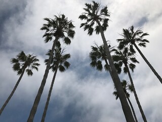 palm trees against blue sky
