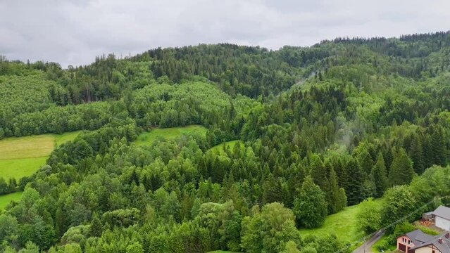 forest in the mountains