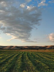 Obraz premium Clover Field Grass. Agricultural Landscape Under a Cloudy Sky from a Wide Angle Perspective.