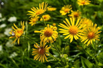 Fototapeta premium Splendidi fiori gialli selvatici tipo margherita