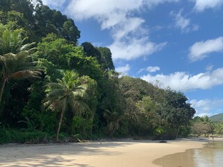 beach and palm trees