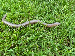 snake on the grass