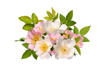 Festive floral arrangement (collage). Rosehip flowers, green leaves and buds isolated on a white....