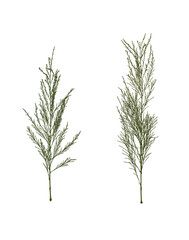 Dry pressed branches of a coniferous plant isolated on a white background. Design element for creating festive Christmas arrangements, frames, cards, invitations. Pressed floristry, oshibana.