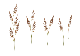 A set of delicate fluffy spikelets and an example of a composition from them. Design element for boho style cards, frames, invitations, interior decoration.