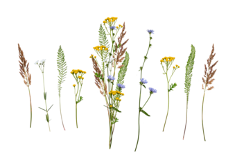 Wildflowers and herbs with example of a bouqet of these flowers. Botanical collection, summer composition, white background. Set of elements for creating collage or design, postcards, invitations.