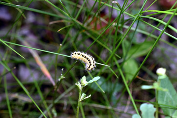 A yellow caterpillar with black stripes on its back, it is a moth caterpillar.
