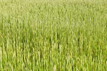The picture shows a field where wheat grows. Wheat is green.