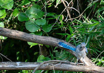 Curious blue jay perched on a tree limb