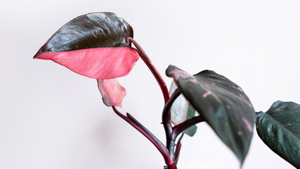 Houseplant Pholodendron Pink Princess marble. Beautiful young leaf pink-green. Concept of decorative house plants, cultivation and care. Favorite hobby.Selective focus. Copy space. © Irina Ermakova