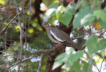 Mourning dove perched on limb surrounded by greenery