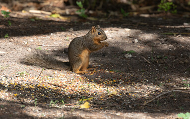 Close-up of a Texas fox squirrel sitting on a cuy branch in a tree