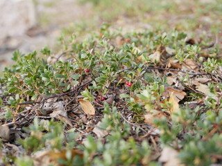 Ripe large lingonberry on the branches of a bush on a cloudy autumn day. Healthy vegetarian food with a high content of vitamins and trace elements.