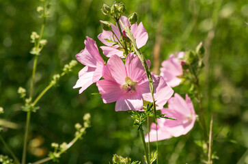 Bellissimi fiori rosa selvatici tra l'erba
