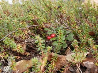 Ripe large lingonberry on the branches of a bush on a cloudy autumn day. Healthy vegetarian food with a high content of vitamins and trace elements.