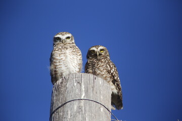 Couple of owls. Animal love. Video of pair of Viscachero owls on the top of a fence post. Prey animals. Raptors. Night birds. Athene cunicularia.