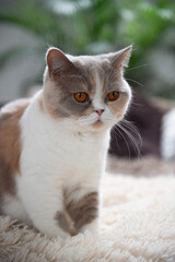 Britisch Kurzhaar Katze zuhause auf dem Sofa