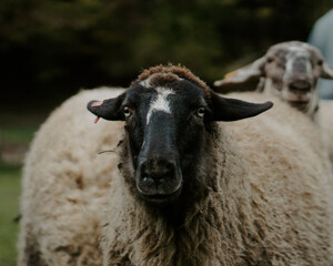 Fototapeta premium sheep in the field