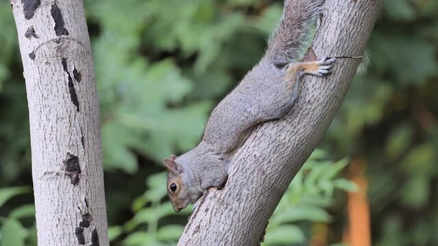 The Gray squirrel or eastern gray squirrel (Sciurus carolinensis) eats on a tree in the forest.