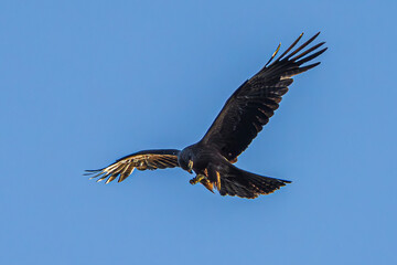 eagle in flight