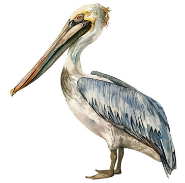 recommend clip art: Watercolor painting of a Pelican, isolated on a white background, Pelican vector, drawing clipart, Illustration Vector, Graphic Painting, design art, logo