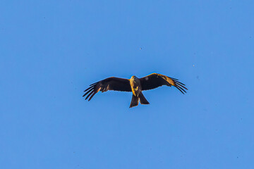 eagle in flight