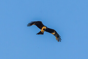 eagle in flight